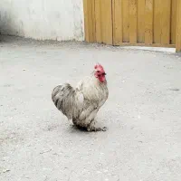 مرغ و خروس محلی و کوشین و سبرایت