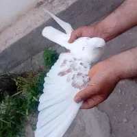کبوتر|پرنده|ملارد, |دیوار