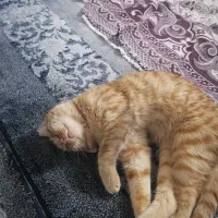 گربه خونگی نر مهربون