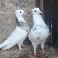 کبوتر طوقی جفت