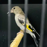 عروس هلندی و سهره