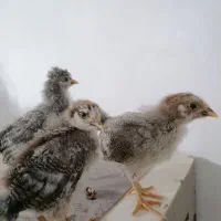 جوجه محلی