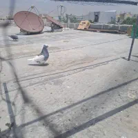 طوقی دو بر