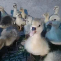 جوجه غاز ۲۰ روزه وده روزه