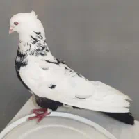 کبوتر دمب سیاه نر