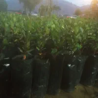 نهال میوه گلدانی