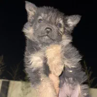 توله ژرمن