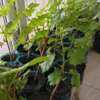 نهال گلدانی موندراپ