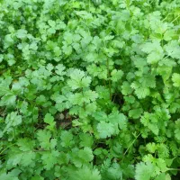 سبزی مارکت خانم خونه ارائه کننده انواع سبزیجات