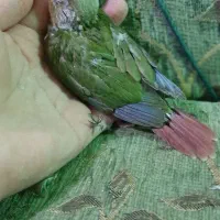 جوجه گرینچیک،  عروس هلندی