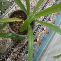 فروش دو گلدان سوسن و یک گلدان فردوس