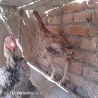 خوروس ومرغ لاری