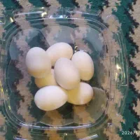 تخم مرغ نطفه دار و خوراکی