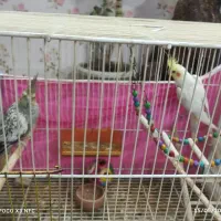 یک جفت عروس هلندی دم تخم