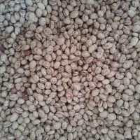 لوبیا چیتی بذری درجه یک