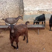 بزچاق|حیوانات مزرعه|کازرون, |دیوار