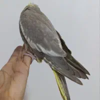جوجه عروس هلندی