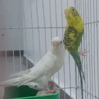 فروش یک جفت مرغ عشق