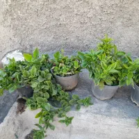 ۳ تا گل ناز فرانسوی ( گل یخ )