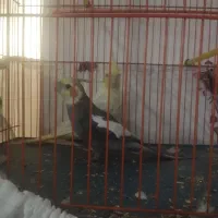 یه جفت عروس هلندی