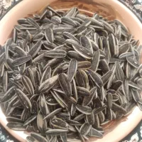 تخمه عمده