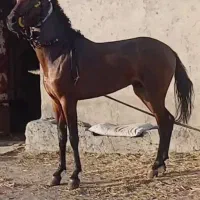 اسب یورقه (یورغه)