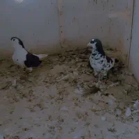 کبوتر نر شهرستانی