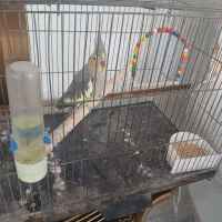 فروش عرویس هلندی با قفس