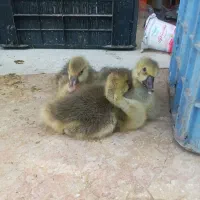 جوجه قوغازوبلدرچین