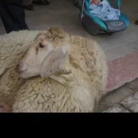 ۳۰٪تخفیف ب مناسبت عید قربان زنده گوسفند