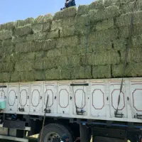 خرید علف یونجه گیاه پرس