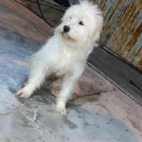 سگ خارجی پشمالو