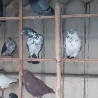 کفتر عالی