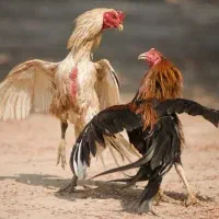 جوجه خروس لاری ۲ نیم تا ۳ نیم داشت میخوام