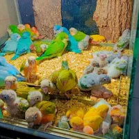 گرینچیک خورشیدی راهب ملنگو کاسکو کوتوله شاه طوطی