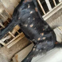 بزغاله افقان