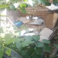 بجه خر گوش۳۰۰ تومان
