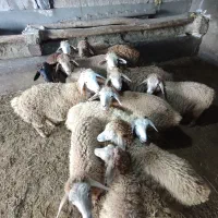 بره نر ماده