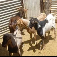 فروش کره چپش