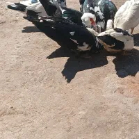 اردک اسرائیلی  (نر و ماده)