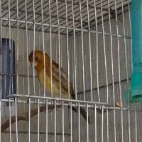 سهره قناری دهن سهره