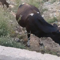 قیمت 480000000معاوزه هم با میش