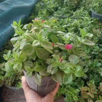 گل ناز