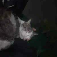 گربه