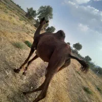 شتر ماده