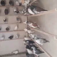 سلام به عشق بازان پرنده سرای طوقی در خدمت دوستان