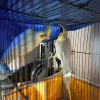 عروس هلندی