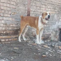 کوچوک ۱سال افغان بضمانترمه