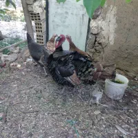 بوقلمون بوربون و برنزه بالغ