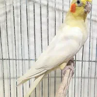 عروس هلندی گمشده